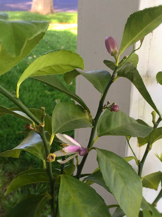 Check out these sweet flower buds!